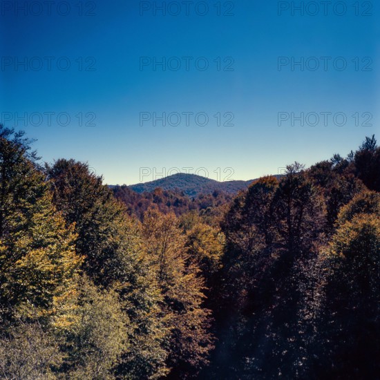 Nature, Italy, region of Calabria 1975 Sila Piccola (Little Sila).