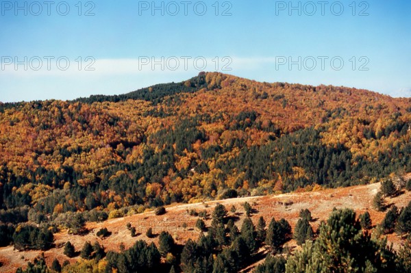 Nature, Italy, region of Calabria 1975 Sila Piccola (Little Sila).
