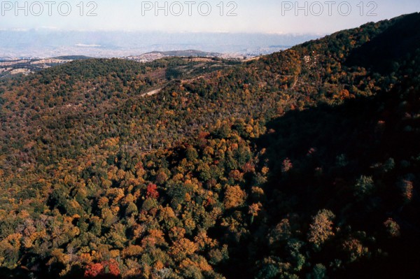 Nature, Italy, region of Calabria 1975 Sila Piccola (Little Sila).