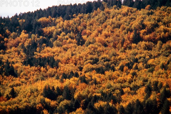 Nature, Italy, region of Calabria 1975 Sila Piccola (Little Sila).