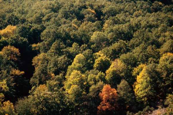 Nature, Italy, region of Calabria 1975 Sila Piccola (Little Sila).