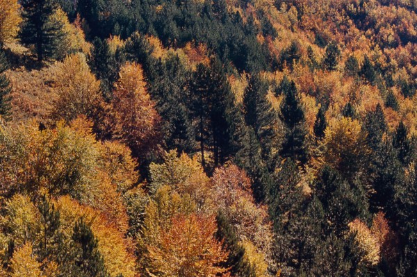 Nature, Italy, region of Calabria 1975 Sila Piccola (Little Sila).