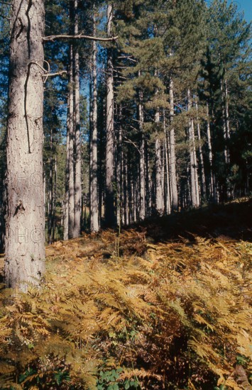 Nature, Italy, region of Calabria 1975 Sila Piccola (Little Sila).