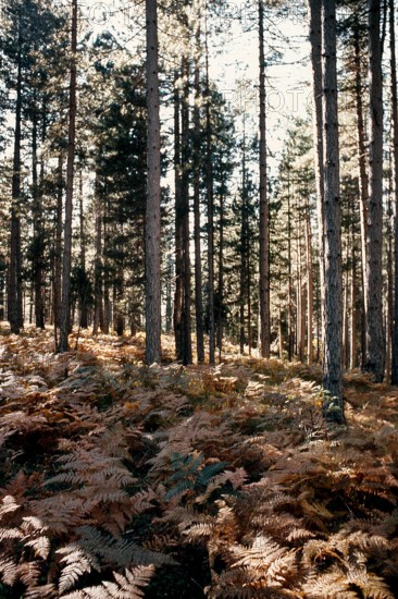 Nature, Italy, region of Calabria 1975 Sila Piccola (Little Sila).