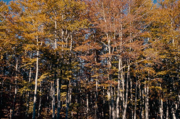 Nature, Italy, region of Calabria 1975 Sila Piccola (Little Sila).