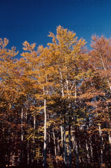 Nature, Italy, region of Calabria 1975 Sila Piccola (Little Sila).