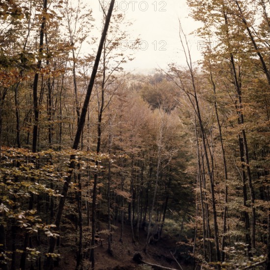 Nature, Italy, region of Calabria Serre Calabresi (Calabrese Greenhouses).