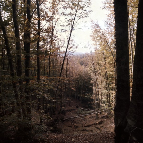 Nature, Italy, region of Calabria Serre Calabresi (Calabrese Greenhouses).