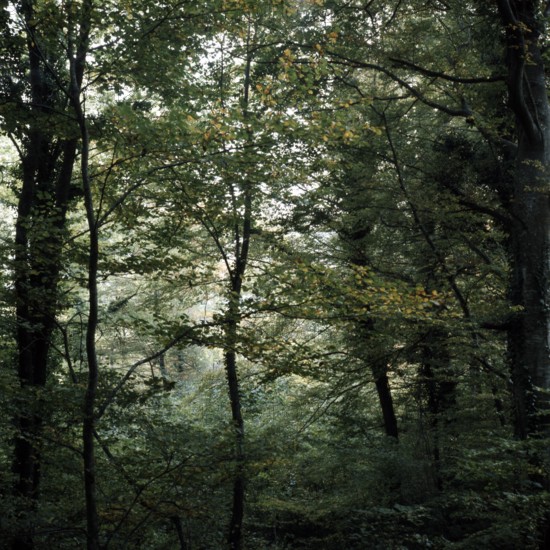 Nature, Italy, region of Calabria Serre Calabresi (Calabrese Greenhouses).