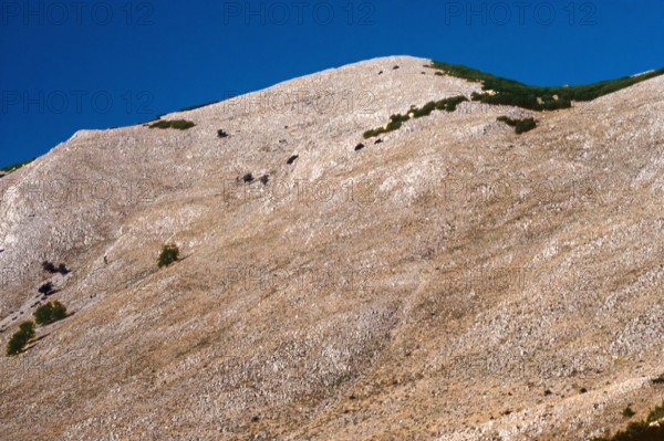 Nature, Italy, region of Sicilia 1975 Le Madonie (Tne Madonie).