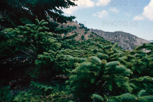 Nature, Italy, region of Sicilia 1975 Abies nebrodensis (Nebrodi Fir).