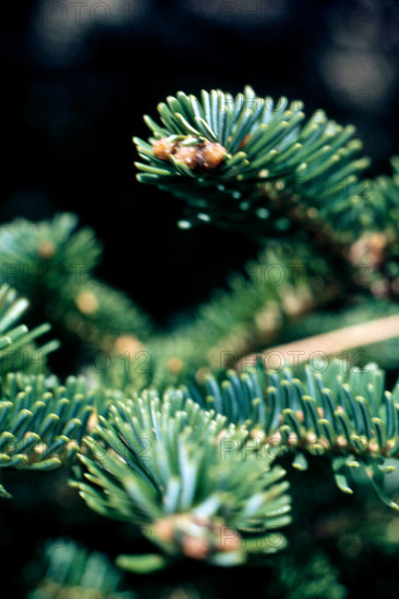 Nature, Italy, region of Sicilia 1975 Abies nebrodensis (Nebrodi Fir).