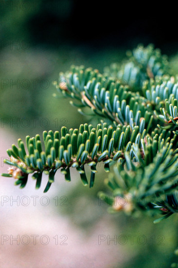 Nature, Italy, region of Sicilia 1975 Abies nebrodensis (Nebrodi Fir).