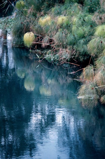 Nature, Italy, region of Sicilia 1975 Fonte Ciane (Ciane source).
