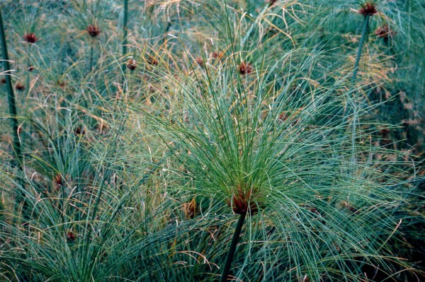 Nature, Italy, region of Sicilia 1975 Fonte Ciane (Ciane source).
