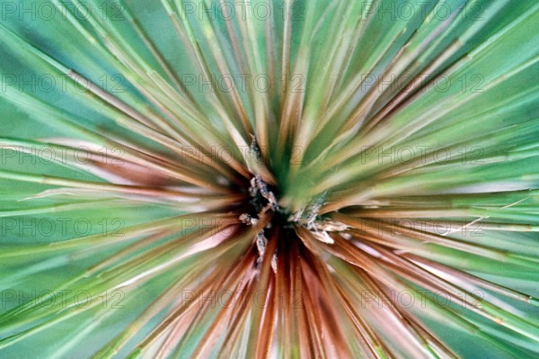 Nature, Italy, region of Sicilia 1975 Fonte Ciane (Ciane source).