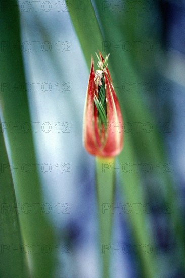 Nature, Italy, region of Sicilia 1975 Fonte Ciane (Ciane source).