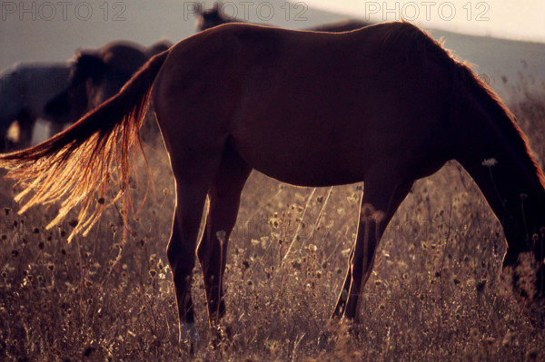 Nature, Italy, region of Sicilia 1975 Piana degli Albanesi (Albanesi Plain).