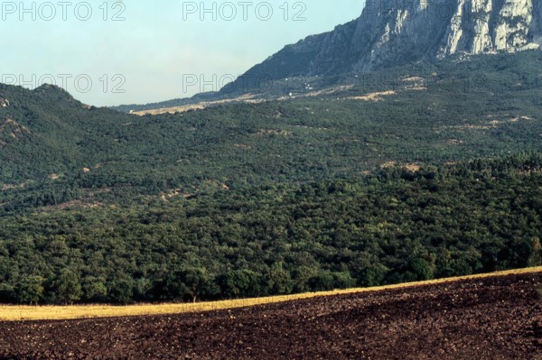 Nature, Italy, region of Sicilia 1975 Rocca Busambra - Bosco della Ficuzza (Busambra Rock - Ficuzza Forest).