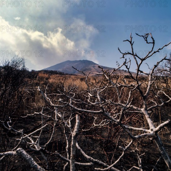 Nature, Italy, region of Sicilia 1975 Isole Eolie, Isola di Stromboli (Aeolian Islands, Stromboli  Island).