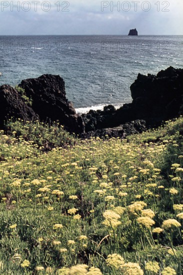 Nature, Italy, region of Sicilia 1975 Isole Eolie, Isola di Stromboli (Aeolian Islands, Stromboli  Island).