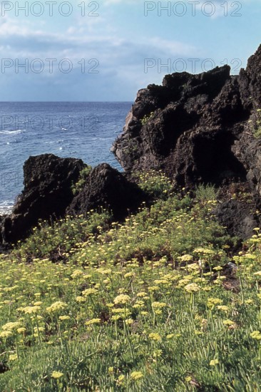 Nature, Italy, region of Sicilia 1975 Isole Eolie, Isola di Stromboli (Aeolian Islands, Stromboli  Island).