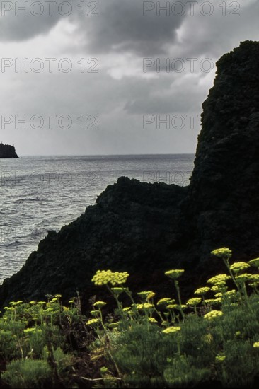 Nature, Italy, region of Sicilia 1975 Isole Eolie, Isola di Stromboli (Aeolian Islands, Stromboli  Island).
