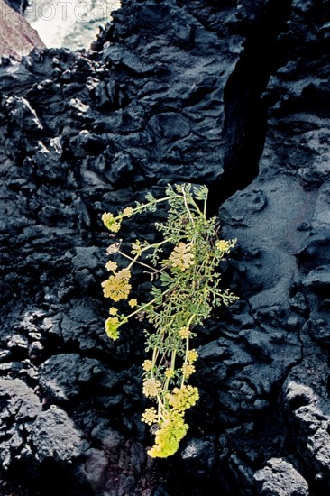 Nature, Italy, region of Sicilia 1975 Isole Eolie, Isola di Stromboli (Aeolian Islands, Stromboli  Island).