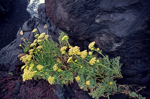 Nature, Italy, region of Sicilia 1975 Isole Eolie, Isola di Stromboli (Aeolian Islands, Stromboli  Island).