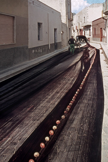 Nature, Italy, region of Sicilia 1975 Isole Egadi, Isola di Marettimo (Egadi Islands,  Marettimo Island).