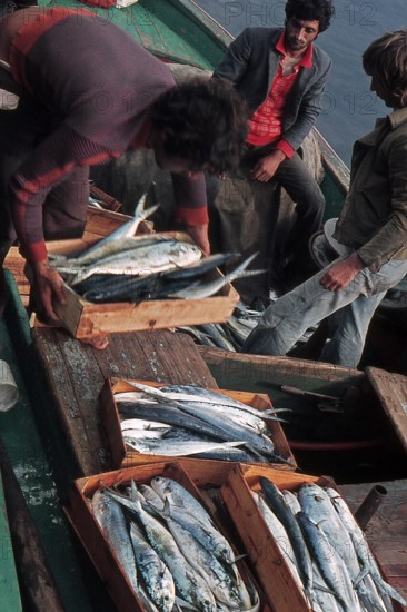 Nature, Italy, region of Sicilia 1975 Isole Egadi, Isola di Marettimo (Egadi Islands,  Marettimo Island).