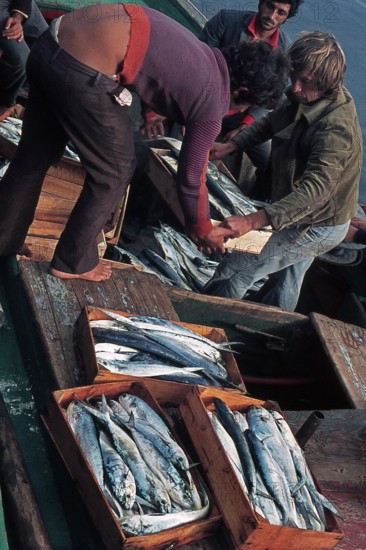 Nature, Italy, region of Sicilia 1975 Isole Egadi, Isola di Marettimo (Egadi Islands,  Marettimo Island).
