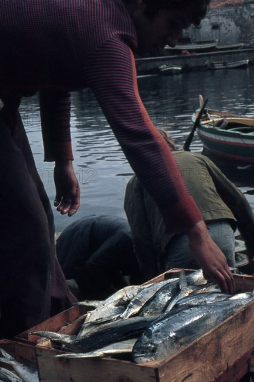 Nature, Italy, region of Sicilia 1975 Isole Egadi, Isola di Marettimo (Egadi Islands,  Marettimo Island).