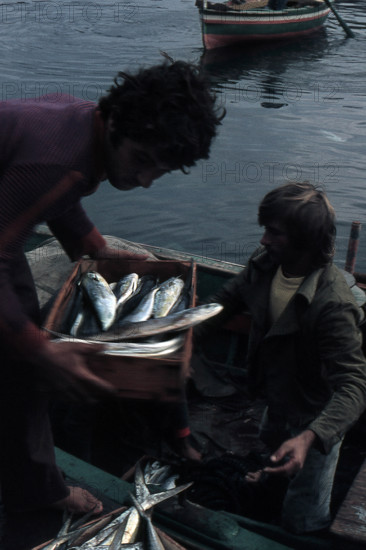 Nature, Italy, region of Sicilia 1975 Isole Egadi, Isola di Marettimo (Egadi Islands,  Marettimo Island).