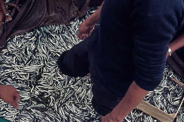 Nature, Italy, region of Sicilia 1975 Isole Egadi, Isola di Marettimo (Egadi Islands,  Marettimo Island).