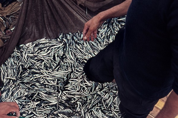 Nature, Italy, region of Sicilia 1975 Isole Egadi, Isola di Marettimo (Egadi Islands,  Marettimo Island).