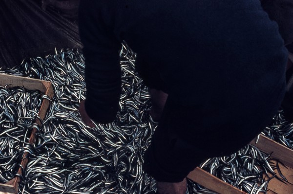 Nature, Italy, region of Sicilia 1975 Isole Egadi, Isola di Marettimo (Egadi Islands,  Marettimo Island).