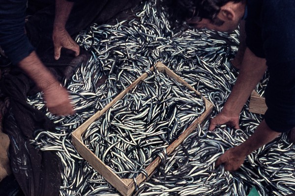 Nature, Italy, region of Sicilia 1975 Isole Egadi, Isola di Marettimo (Egadi Islands,  Marettimo Island).