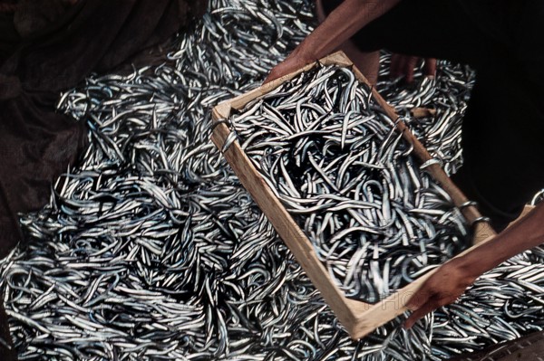 Nature, Italy, region of Sicilia 1975 Isole Egadi, Isola di Marettimo (Egadi Islands,  Marettimo Island).