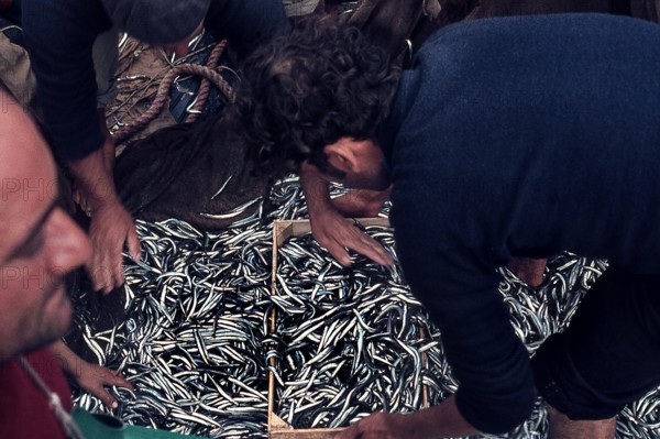 Nature, Italy, region of Sicilia 1975 Isole Egadi, Isola di Marettimo (Egadi Islands,  Marettimo Island).