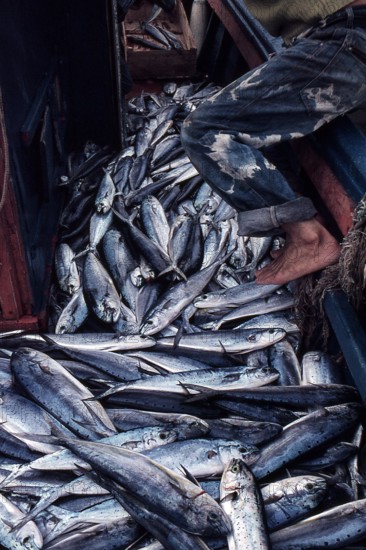 Nature, Italy, region of Sicilia 1975 Isole Egadi, Isola di Marettimo (Egadi Islands,  Marettimo Island).