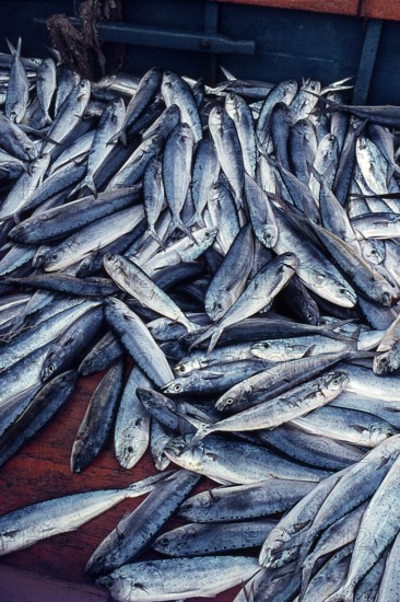 Nature, Italy, region of Sicilia 1975 Isole Egadi, Isola di Marettimo (Egadi Islands,  Marettimo Island).