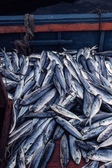 Nature, Italy, region of Sicilia 1975 Isole Egadi, Isola di Marettimo (Egadi Islands,  Marettimo Island).