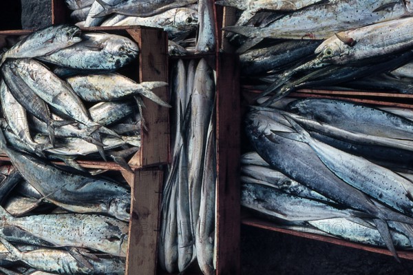 Nature, Italy, region of Sicilia 1975 Isole Egadi, Isola di Marettimo (Egadi Islands,  Marettimo Island).