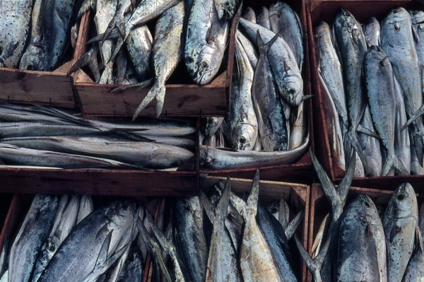 Nature, Italy, region of Sicilia 1975 Isole Egadi, Isola di Marettimo (Egadi Islands,  Marettimo Island).