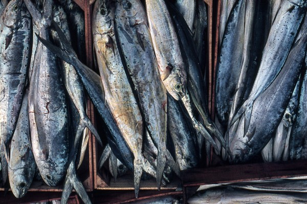 Nature, Italy, region of Sicilia 1975 Isole Egadi, Isola di Marettimo (Egadi Islands,  Marettimo Island).