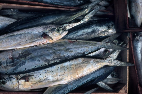 Nature, Italy, region of Sicilia 1975 Isole Egadi, Isola di Marettimo (Egadi Islands,  Marettimo Island).