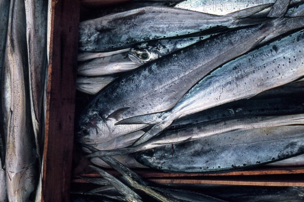 Nature, Italy, region of Sicilia 1975 Isole Egadi, Isola di Marettimo (Egadi Islands,  Marettimo Island).