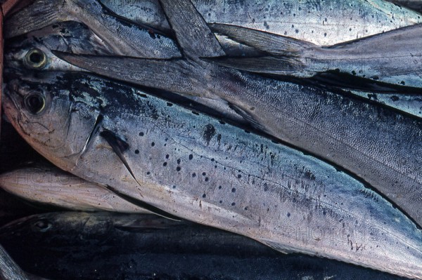 Nature, Italy, region of Sicilia 1975 Isole Egadi, Isola di Marettimo (Egadi Islands,  Marettimo Island).