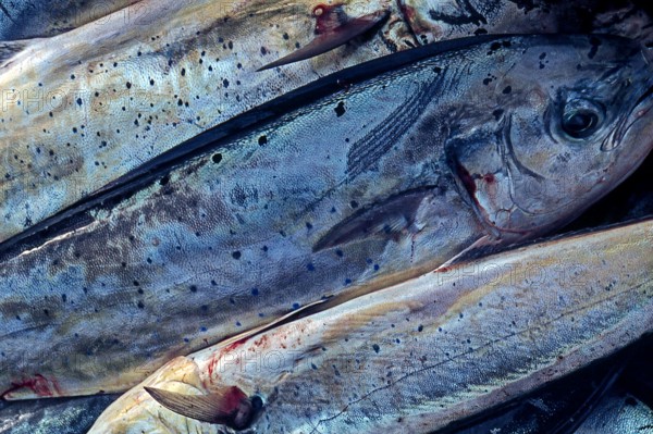 Nature, Italy, region of Sicilia 1975 Isole Egadi, Isola di Marettimo (Egadi Islands,  Marettimo Island).